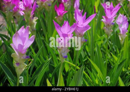 Ein Haufen wunderschöner rosafarbener siam Tulpenblumen im Garten Stockfoto