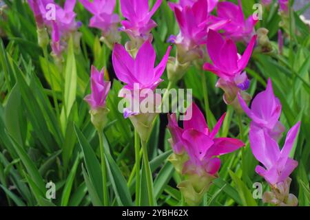 Ein Haufen wunderschöner rosafarbener siam Tulpenblumen im Garten Stockfoto