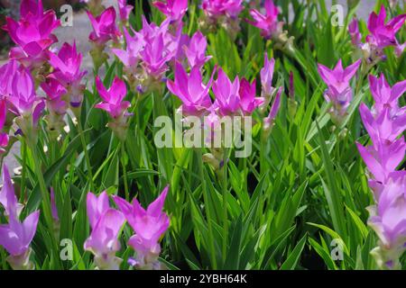 Ein Haufen wunderschöner rosafarbener siam Tulpenblumen im Garten Stockfoto