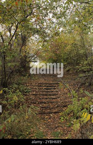 Betontreppen, die in den Wald führen, umgeben von Baumschatten und bedeckt mit einer Schicht gefallener Blätter. Stockfoto