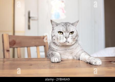 Cat Table Sitting Home - Eine graue Tabby-Katze sitzt auf einem Holztisch in einer Wohnumgebung und sieht leicht verärgert aus. Stockfoto