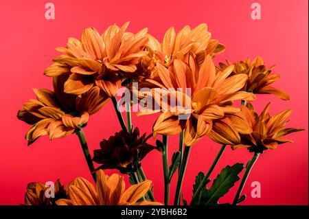 Wunderschöne Chrysantheme multiflora Conaco Orange auf rotem Hintergrund. Nahaufnahme des Blumenkopfes. Stockfoto