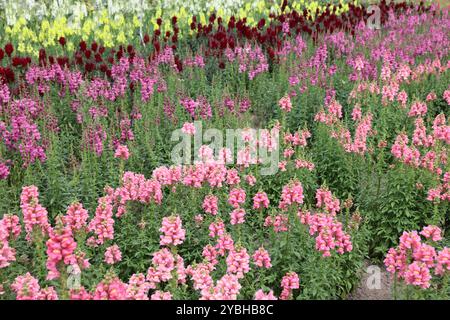 Nahaufnahme einer rosafarbenen Blüte des Snapdragon Fields (Antirrhinum majus) Stockfoto