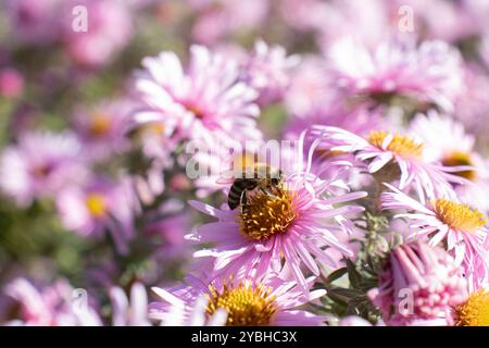 Carniolan Bee On Flower Stockfoto