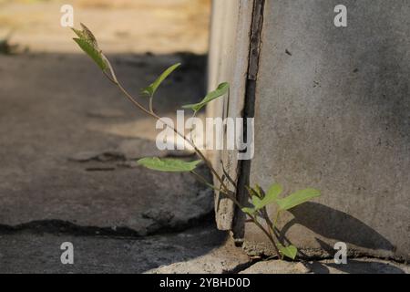 Eine Pflanze wächst durch das Fundament und zeigt die Widerstandsfähigkeit der Natur und ihre Fähigkeit, unter rauen Bedingungen zu gedeihen. Stockfoto