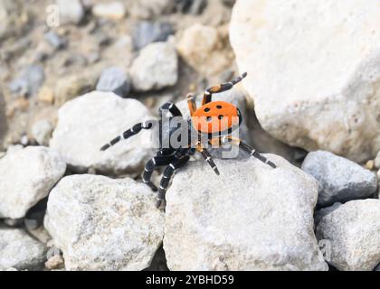 Marienkäfer (Eresus sandaliatus), Combau, Auvergne-Rhône-Alpes, Frankreich Stockfoto