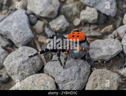 Marienkäfer (Eresus sandaliatus), Combau, Auvergne-Rhône-Alpes, Frankreich Stockfoto