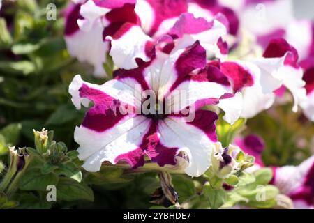 Kornblumenbraun und weißer Petunenstern (Petunia x atkinsiana) in Blüte. Stockfoto