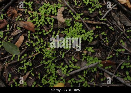 Kleines grünes Gras für ein frisches und natürliches Aussehen. Stockfoto