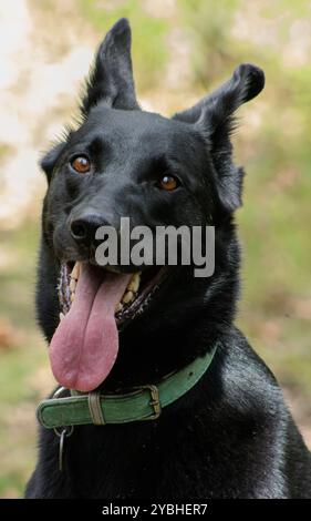Ein verspielter schwarzer Hund mit einem großen Lächeln sitzt geduldig und trägt ein grünes Halsband. Seine Zunge blättert spielerisch heraus, während er direkt in die Kamera schaut. Stockfoto