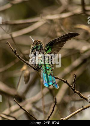 Ein Colibri Coruscans (funkelndes Violetear), der auf einem Zweig thront und seine leuchtenden grünen und blauen Federn mit beiden Flügeln voll geöffnet zeigt. Stockfoto