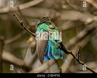 Ein funkelnder Violetear-Kolibris (Colibri Coruscans) mit seinen schillernden Federn, die im Sonnenlicht schimmern, thront auf einem Zweig in Bogotá. Stockfoto