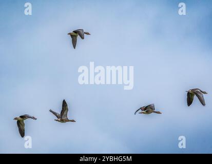 Wildgänse (Anser anser) im Flug, Island Stockfoto