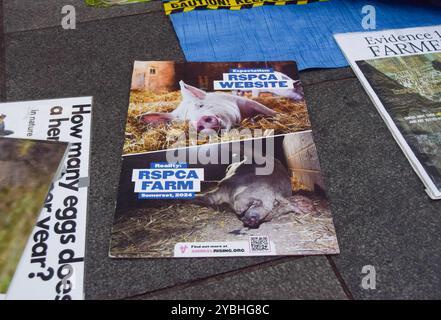 London, Großbritannien. Oktober 2024. Tierschutzaktivisten veranstalteten einen Protest und eine Öffentlichkeitsarbeit auf dem Leicester Square, wobei sie den RSPCA Assured Skandal nach Untersuchungen von Tierschutzgruppen hervorhoben, die Berichten zufolge Tiergrausamkeiten auf Betrieben filmten, die von der RSPCA eine hohe Tierschutzzertifizierung erhielten. Die Ermittlungen veranlassten Brian May, den bekanntesten Gitarristen der Rockband Queen, seine Rolle als RSPCA-Vizepräsident aufzugeben. Quelle: Vuk Valcic/Alamy Live News Stockfoto