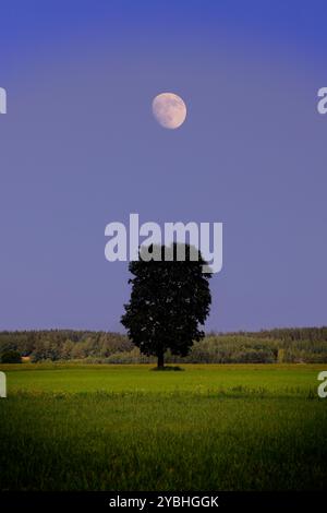 Einsamer Ahornbaum auf dem Feld unter dem wachsenden Mond im Sommer. Stockfoto