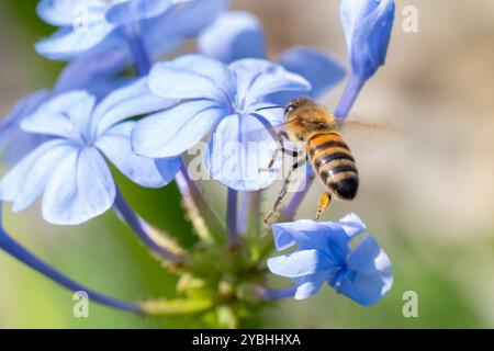 Europäische Honigbiene fliegt zu einer Plumbago-Blume Stockfoto