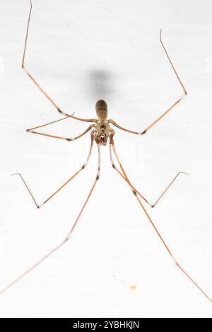 Papa Spinnen mit langen Beinen (Pholcus phalangioides) hängt von einer Decke. Powys, Wales. April. Stockfoto
