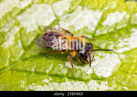 Tawny Mining Biene (Andrena fulva), männlich, sitzt auf einem Leck. Powys, Wales. April. Stockfoto