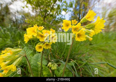 Falscher Oxlip (Primula x polyantha) blüht im Garten. Powys, Wales. April. Stockfoto