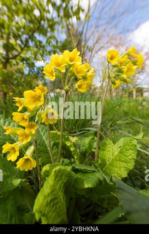 Falscher Oxlip (Primula x polyantha) blüht im Garten. Powys, Wales. April. Stockfoto