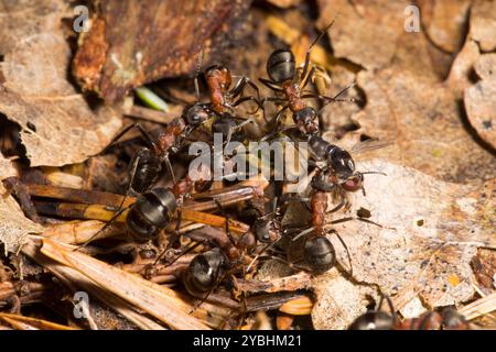 Mitarbeiter der Red Wood Ant (Formica rufa) kooperierten, um eine tote Fliege zurück ins Nest zu schleppen. Powys, Wales. Mai. Stockfoto
