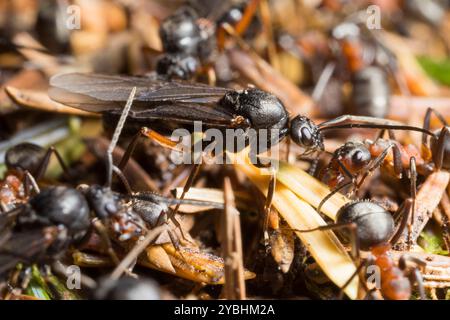 Die Rotholz-Ant (Formica rufa) Männchen und Arbeiter auf der Oberfläche des Nesthügels. Powys, Wales. Mai. Stockfoto