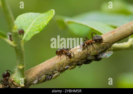 Arbeiter der Roten Holzantie (Formica rufa) pflegen Blattläuse auf einem glatten Baum. Powys, Wales. Mai. Stockfoto