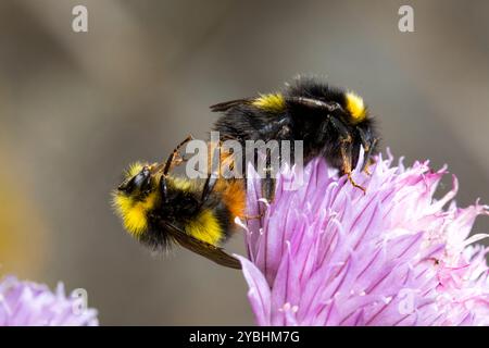 Frühe Hummeln (Bombus pratorum) Paarungspaar auf Schnittlauchblüten in einem Garten. Powys, Wales. Mai. Stockfoto