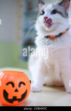 Niedliche Ragdoll-Katze mit Kürbis, Halloween-Dekoration Stockfoto