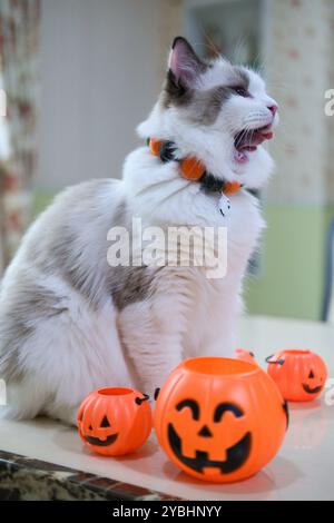 Niedliche Ragdoll-Katze mit Kürbis, Halloween-Dekoration Stockfoto