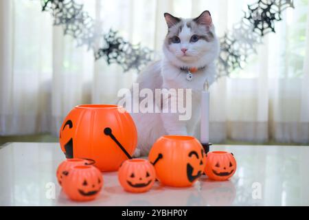 Niedliche Ragdoll-Katze mit Kürbis, Halloween-Dekoration Stockfoto