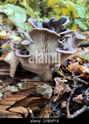 Austernpilze Pleurotus ostreatus, Agaricus ostreatus Jacq., Crepidopus ostreatus Grau, wild wachsender Pilz im Herbstwald, essbare Pilze Stockfoto