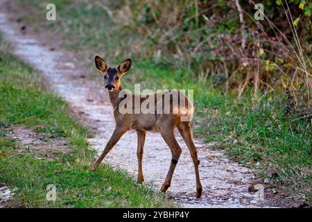 France, Indre (36), Berry, Brenne, Naturpark, Hirsch Stockfoto