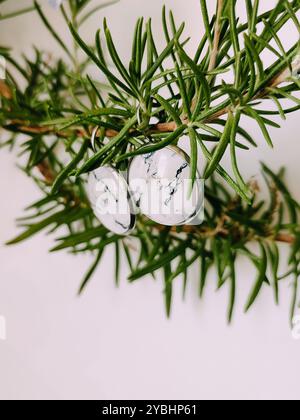 Handgefertigte Harz runde Marmor Textur Stein Ohrringe transparente Oberfläche am grünen Rosmarinzweig. Naturinspirierter Schmuck, handgefertigter Silberschmuck Stockfoto