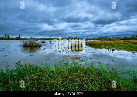 France, Indre (36), le Berry, Brenne, Naturpark, Saint Michel en brenne, Sous Teich Stockfoto