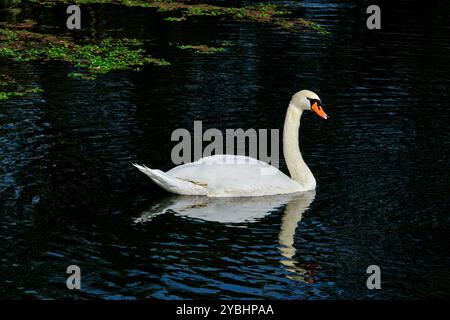 France, Indre (36), Berry, Brenne, Naturpark, Teiche, Schwan Stockfoto