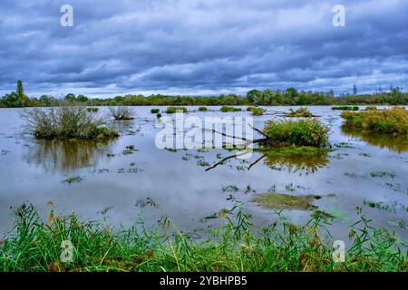 France, Indre (36), le Berry, Brenne, Naturpark, Saint Michel en brenne, Sous Teich Stockfoto