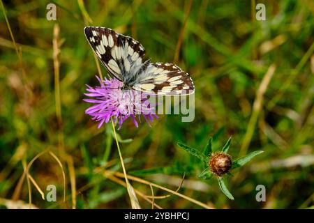 France, Indre (36), Berry, Brenne, Naturpark, Schmetterling Stockfoto
