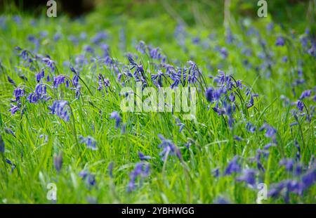 Wootton Wawen Bluebell Holz Stockfoto