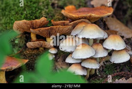 Schwefelbüschel / geclusterte Holzliebhaber (Hypholoma fasciculare) und spektakuläre Rostgill-Pilze (Gymnopilus junonius) im Herbst im Wald Stockfoto