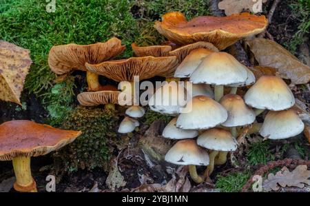 Schwefelbüschel / geclusterte Holzliebhaber (Hypholoma fasciculare) und spektakuläre Rostgill-Pilze (Gymnopilus junonius) im Herbst im Wald Stockfoto