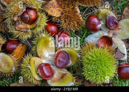 Süßkastanie / Spanische Kastanien (Castanea sativa) Nahaufnahme von gefallenen Stachelkupeln und braunen Nüssen auf dem Waldboden im Herbst Stockfoto