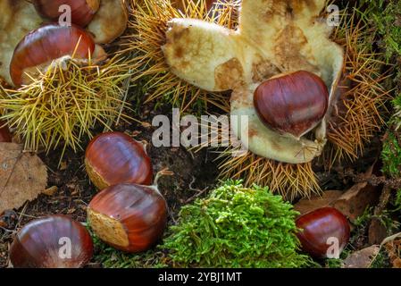 Süßkastanie / Spanische Kastanien (Castanea sativa) Nahaufnahme von gefallenen Stachelkupeln und braunen Nüssen auf dem Waldboden im Herbst Stockfoto