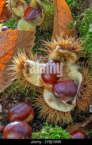 Süßkastanie / Spanische Kastanien (Castanea sativa) Nahaufnahme von gefallenen Stachelkupeln und braunen Nüssen auf dem Waldboden im Herbst Stockfoto