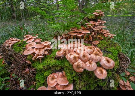 Dunkler Honigpilz / Riesenpilz (Armillaria ostoyae / Armillaria solidipes) bilden sich im Herbst-/Herbstwald auf Moos bewachsenen Baumstümpfen Stockfoto