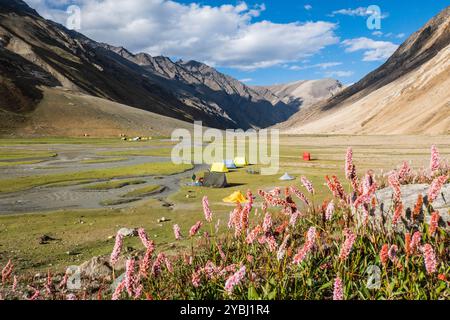 Camping und Himalaya-Wildblumen im wunderschönen Warwan Valley, PIR Panjal Range, Kashmir, Indien Stockfoto