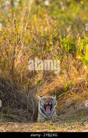 Eckzähne von wilden weiblichen bengalischen Tigern oder tigern oder panthera tigris Gesichtsausdruck aus der Nähe, während sie auf einer Wildtiersafari auf der jim corbett National Par gähnen Stockfoto