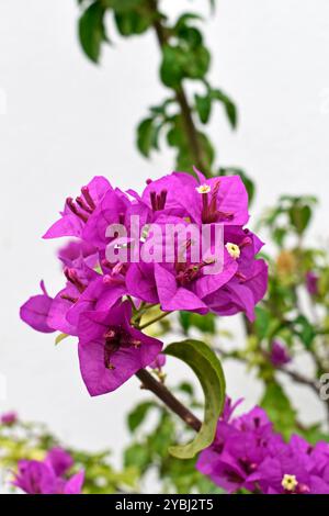 Blühende Bougainvillea (Bougainvillea glabra) in Ribeirao Preto, Sao Paulo, Brasilien Stockfoto