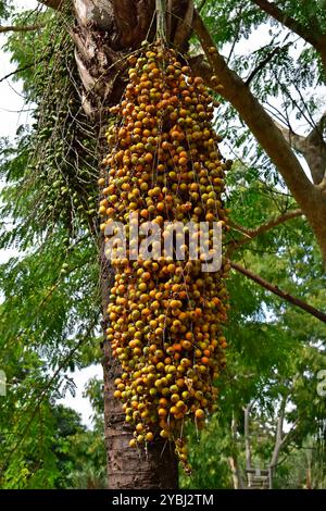 Gelbe Palmenfrüchte (Syagrus romanzoffiana), Ribeirao Preto, Sao Paulo, Brasilien Stockfoto