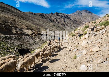 Ziegenherde im Warwan Valley, Kaschmir, Indien Stockfoto